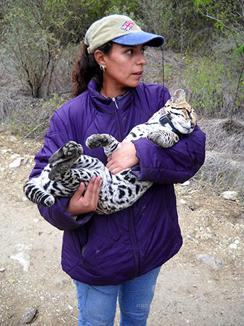 Predator Conservation, AC